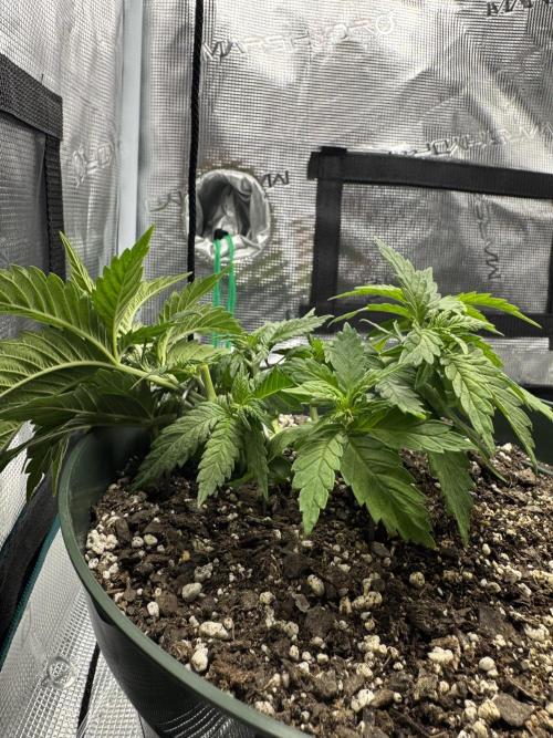 Super skunk lemon g. Week 3 - Plant 1 Tied down main cola and defoliated 
Day 1 week 3 