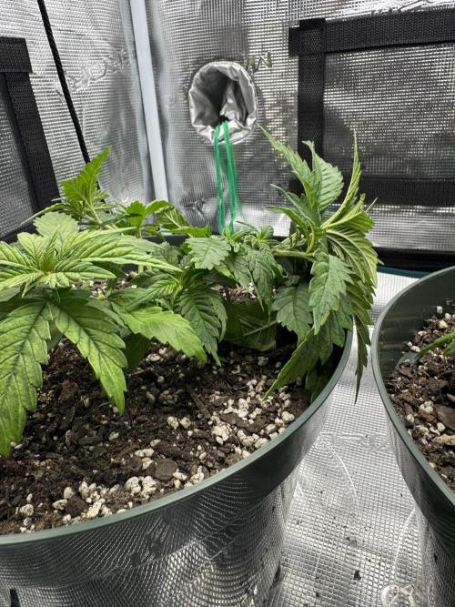 Super skunk lemon g. Week 3 - Plant 1 Tied down main cola and defoliated 
Day 1 week 3 