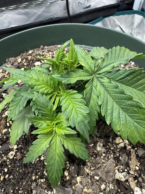 Super skunk lemon g. Week 3 - Just defoliated plant 2 
Day 1 week 3 