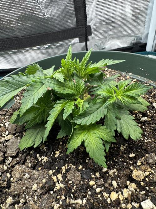 Super skunk lemon g. Week 3 - Just defoliated plant 2 
Day 1 week 3 