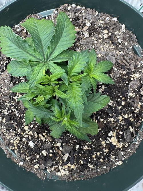 Super skunk lemon g. Week 3 - Just defoliated plant 2 
Day 1 week 3 