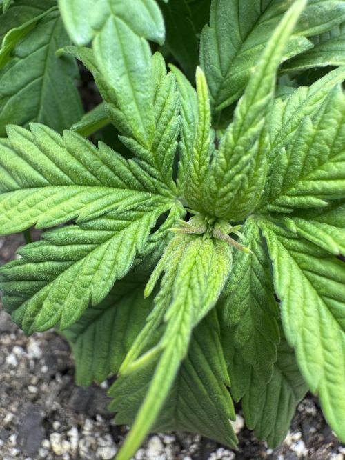 Super skunk lemon g. Week 3 - Day four week 3
Fed on 07/18/2026
