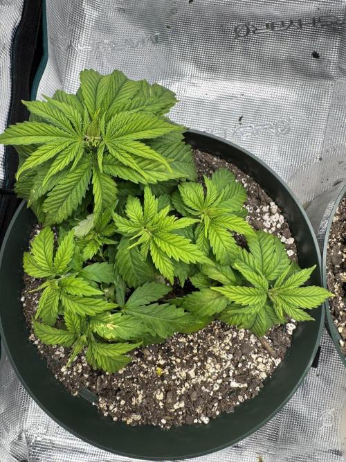 Super skunk lemon g. Week 3 - Day four week 3
Fed on 07/18/2026