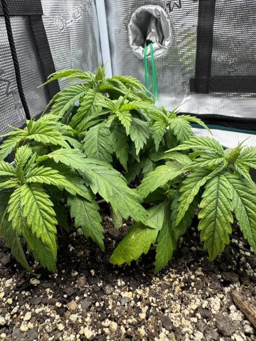 Super skunk lemon g. Week 3 - Day four week 3
Fed on 07/18/2026