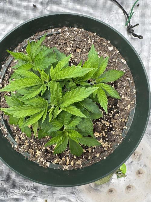 Super skunk lemon g. Week 3