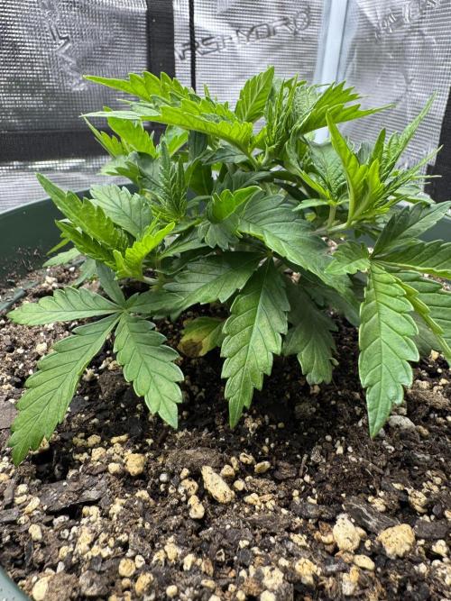 Super skunk lemon g. Week 3 - Day four week 3
Fed on 07/18/2026