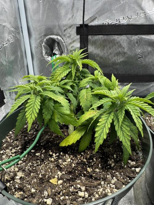Super skunk lemon g. Week 4 - Week 4 day 1 plant one