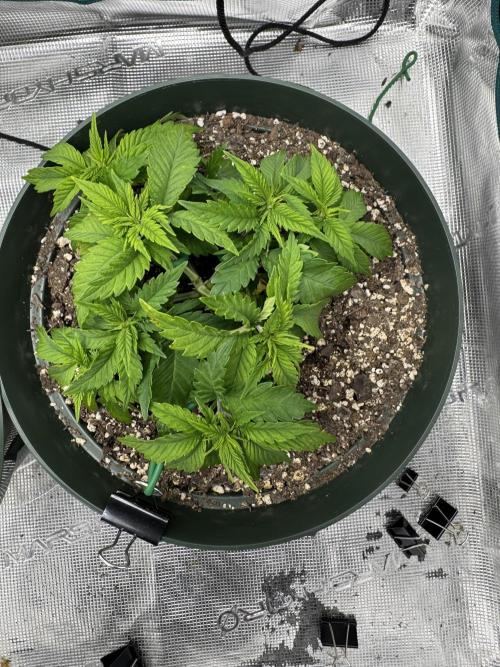 Super skunk lemon g. Week 4 - Week 4 day 1 plant two started training
