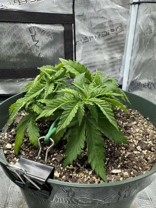 Super skunk lemon g. Week 4 - Week 4 day 1 plant two. Started training 