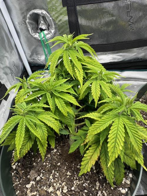 Super skunk lemon g. Week 4 - Did light defoliation to both plants, sticky trap don’t show major pest issues 