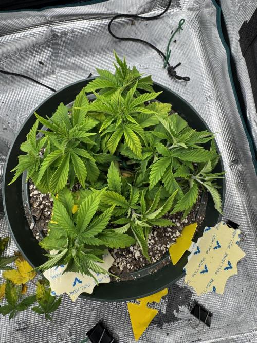 Super skunk lemon g. Week 4 - Neither plant has reached the height of trellis yet 