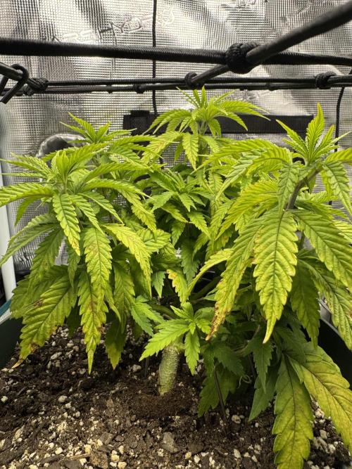 Super skunk lemon g. Week 4 - August 2, 2026.  Week 4 day 4, watered on Friday, fed today…600 ml each plant 