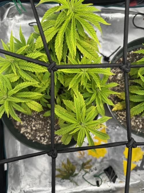 Super skunk lemon g. Week 4 - August 2, 2026.  Week 4 day 4, watered on Friday, fed today…600 ml each plant 