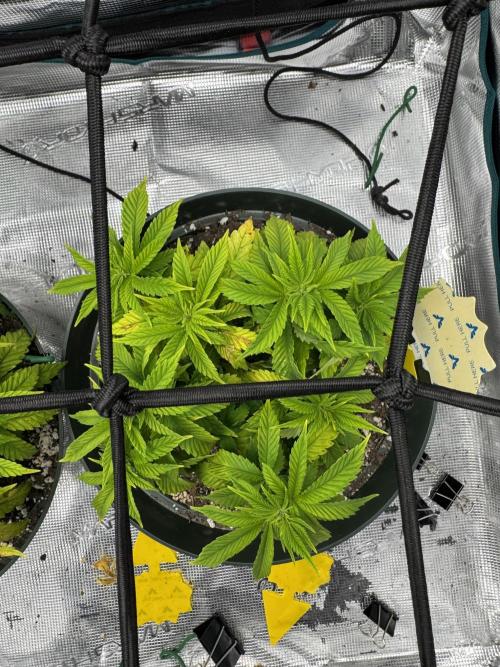 Super skunk lemon g. Week 4 - August 2, 2026.  Week 4 day 4, watered on Friday, fed today…600 ml each plant 