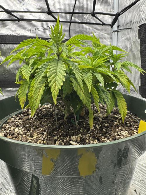 Super skunk lemon g. Week 4 - August 2, 2026.  Week 4 day 4, watered on Friday, fed today…600 ml each plant 
