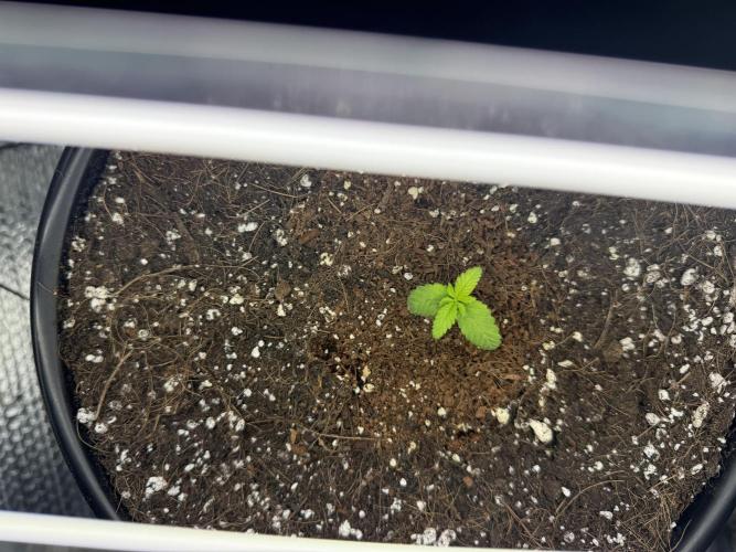 GMO first grow. Week 3