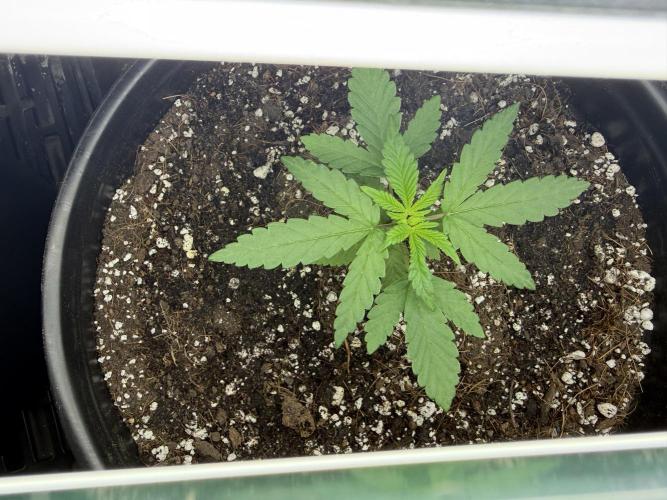 GMO first grow. Week 4