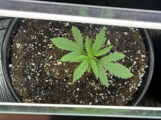 GMO first grow. Week 4