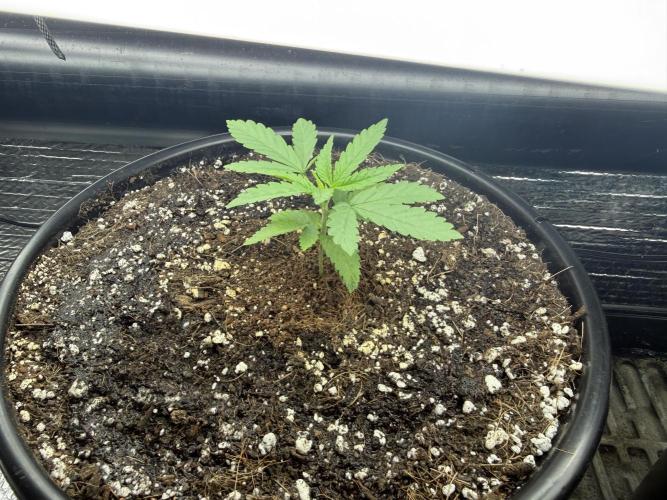 GMO first grow. Week 4