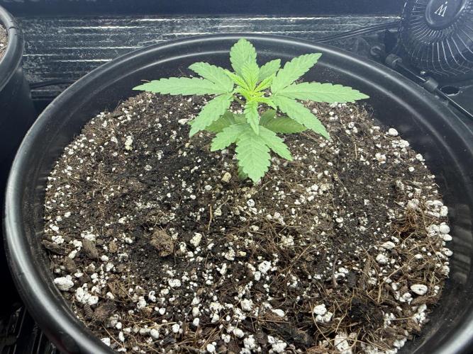 GMO first grow. Week 4