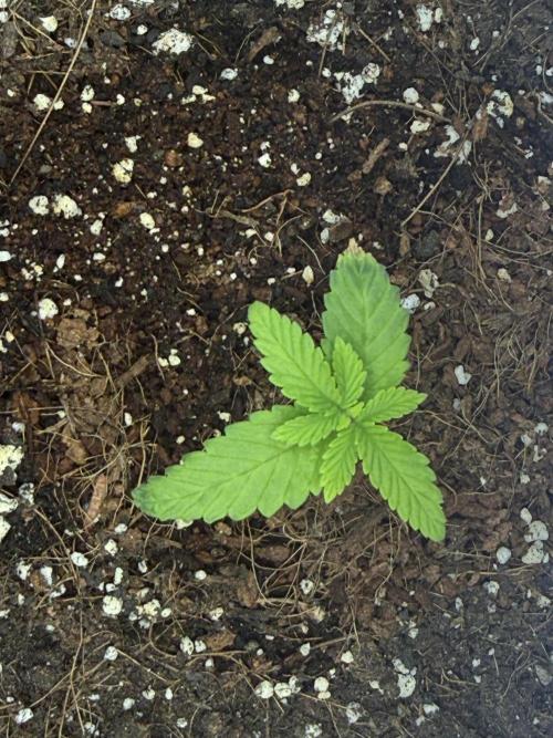 GMO first grow. Week 3