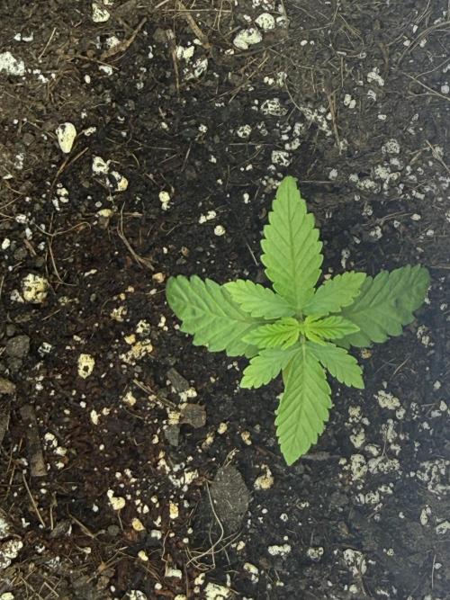 GMO first grow. Week 3