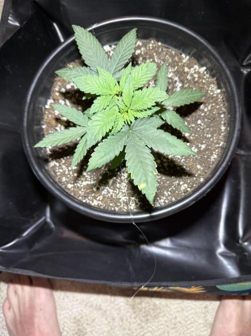 GMO first grow. Week 5