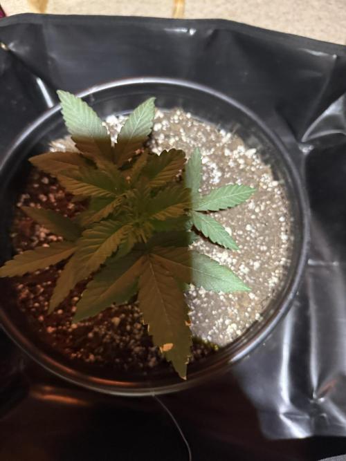 GMO first grow. Week 5