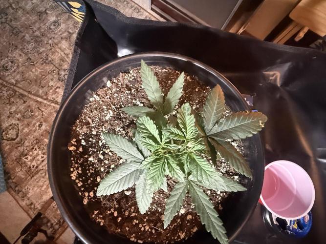 GMO first grow. Week 5