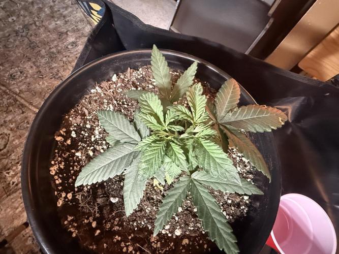 GMO first grow. Week 5