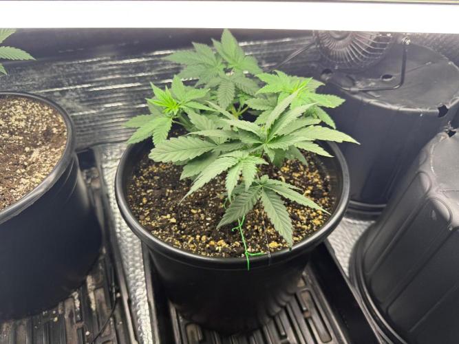 GMO first grow. Week 6 - #2