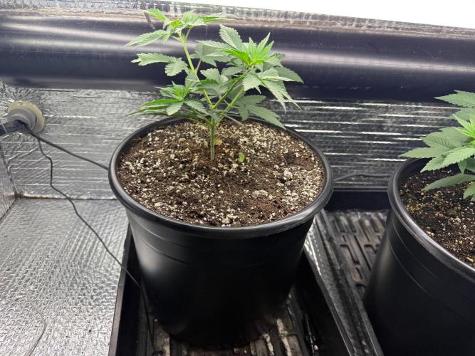 GMO first grow. Week 6 - #1