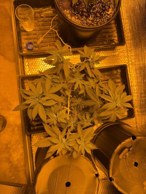 GMO first grow. Week 7