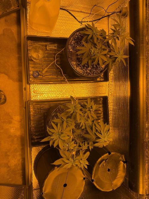 GMO first grow. Week 7