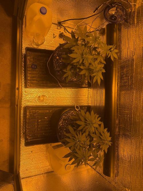 GMO first grow. Week 8