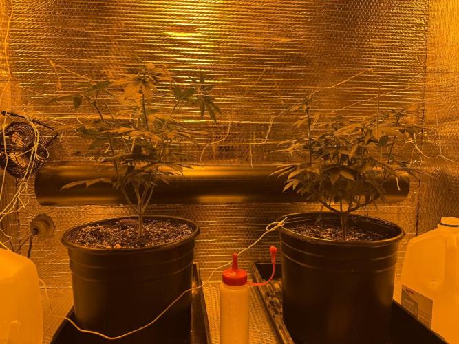 GMO first grow. Week 8