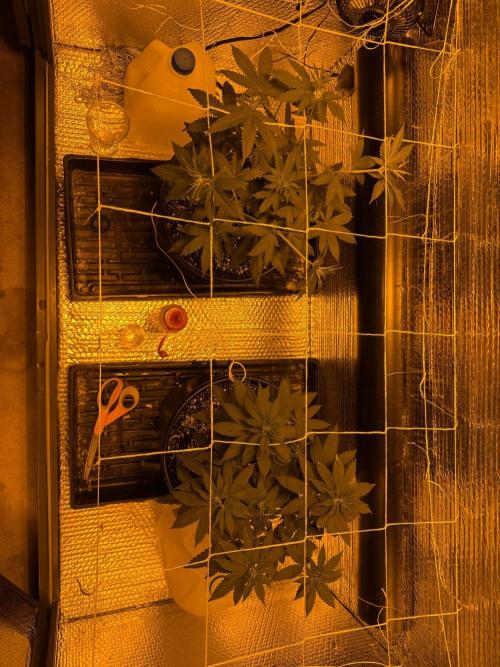 GMO first grow. Week 8