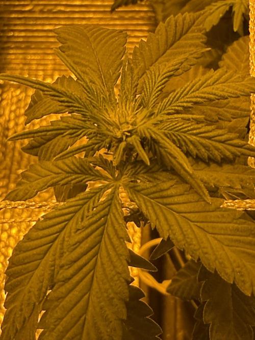 GMO first grow. Week 9