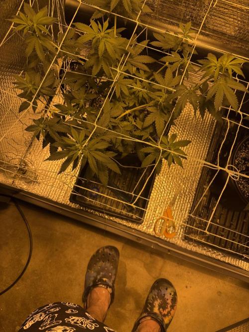 GMO first grow. Week 9