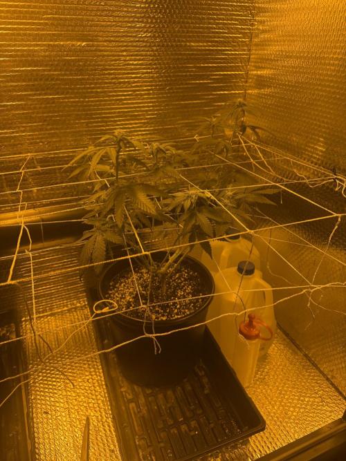 GMO first grow. Week 10