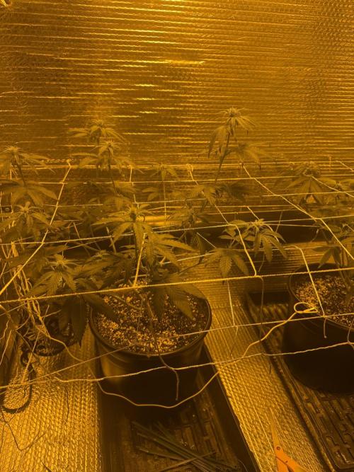 GMO first grow. Week 10