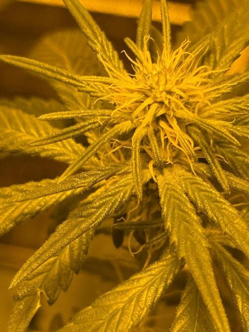GMO first grow. Week 11
