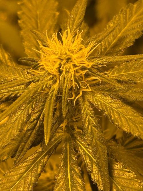 GMO first grow. Week 11