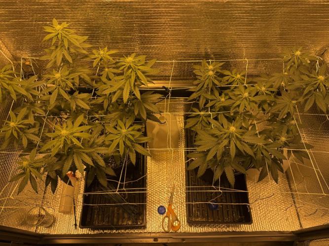 GMO first grow. Week 11
