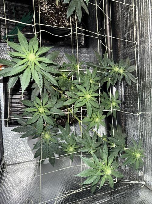 GMO first grow. Week 11