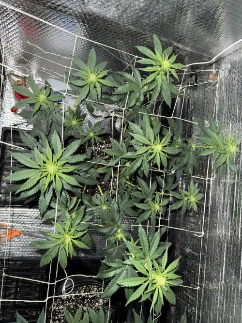 GMO first grow. Week 11