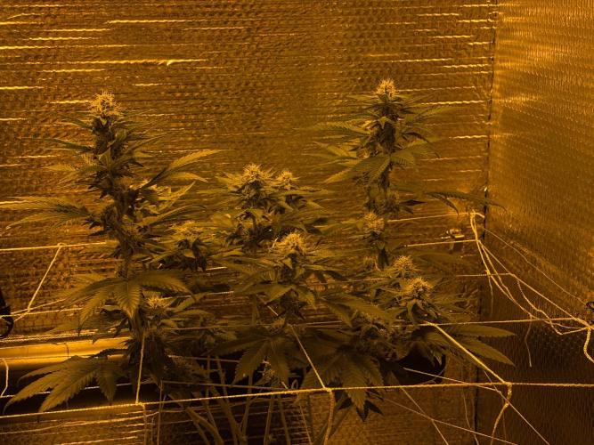 GMO first grow. Week 12