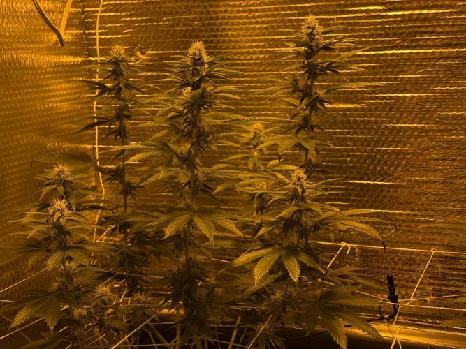GMO first grow. Week 12