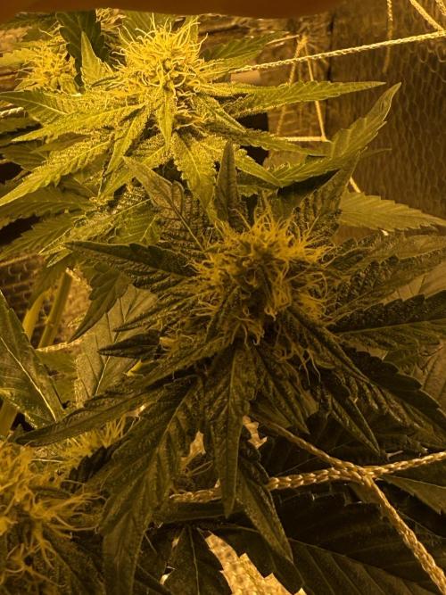 GMO first grow. Week 12