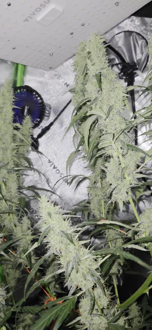 First Time Auto